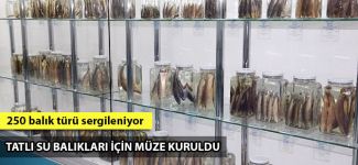 Tatlı su balıkları için müze kuruldu
