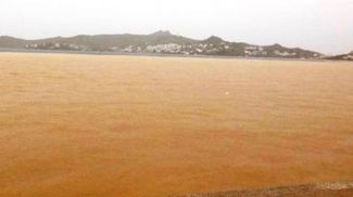 Bodrum'da deniz kahverengiye döndü