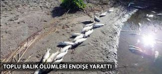 Çanakkale Kara Menderes Çayı'nda balık ölümleri endişe yarattı