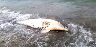 Çanakkale sahilinde ölü yunus bulundu