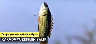 Avustralya'da 'tırmanan levrek' kabusu