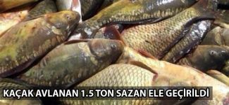 Elazığ'da 1.5 ton kaçak sazan yakalandı