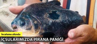 İznik Gölü'nde 2 buçuk kilo ağırlığında pirana yakalandı