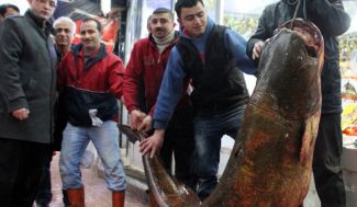 Ağlara 210 kiloluk sazan takıldı