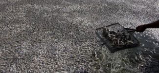 Meksika'da 25 ton ölü balık gölün yüzeyini kapladı