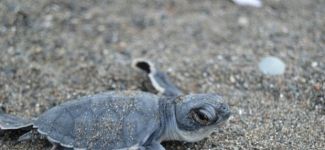 Samandağ'da carettaların yaşam serüveni başladı