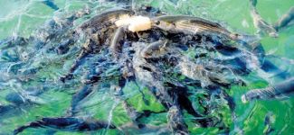 Boğaz’ı kefal sürüleri bastı