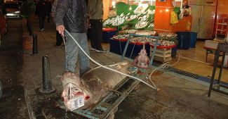 Marmara Denizi'nde köpek balığı yakalandı