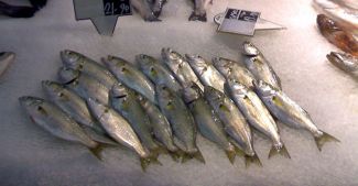 Balıkçılardan bakanlığa çağrı: Engelleyin!