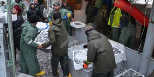 Karadenizli balıkçıların umudu hamside