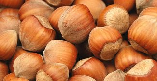 Üreticiye fındık şoku!