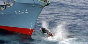 Türkiye'den ABD ve AB ile balina ittifakı