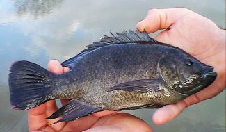 Tilapia balığı Türkiye’de ilk defa