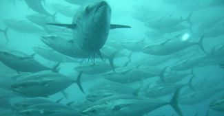 Japonlar, İzmir'i tercih etti