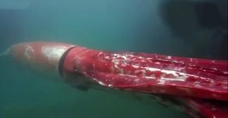 4 Metrelik dev kalamar  görüntüledi