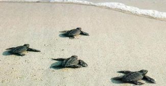 391 Bin 152 yavru deniz kaplumbağası denizle buluştu