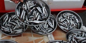 Gürcü hamsisi tezgahlara geliyor