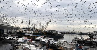 Balıkçılar Yenikapı'ya geri dönecek