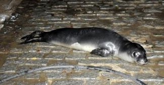 Yavru fok limana sığındı