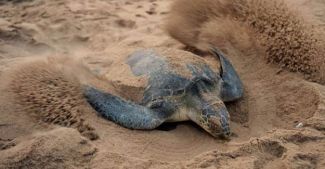 AB'den Yunanistan'a caretta suçlaması