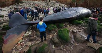 Dev balinalar karaya vurdu!