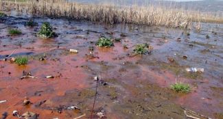 Sapanca Gölü'nde yok olma tehlikesi