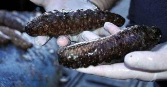 Ege'de deniz patlıcanı operasyonu