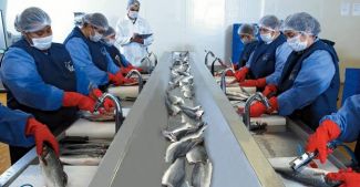 Su ürünleri ihracatının %71'i Ege'den