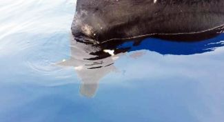 Ne balık ne yunus, görenler şaşkına döndü