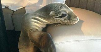 Denizaslanı acıkınca bakın ne yaptı?