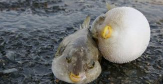 Balon balığı tehlikesi için önlem çağrısı