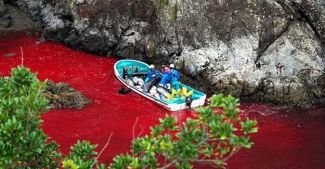 'Geleneksel balina katliamı'