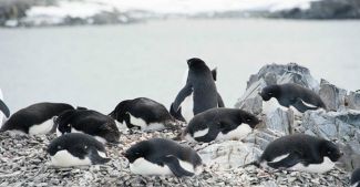 150 bin penguen buzdağı kurbanı