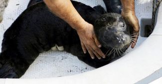 Türkiye kıyılarında yalnızca 100 tane kaldı