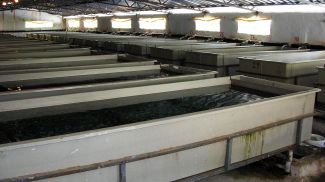 Alabalık üretiminde Avrupa lideri olduk