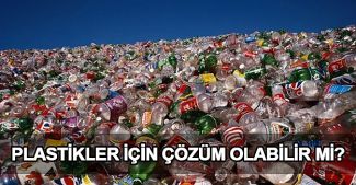 Plastik yiyen yeni bir bakteri türüne rastlandı