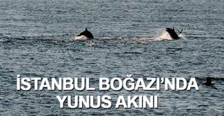 İstanbul Boğazı'nda Yunus akını
