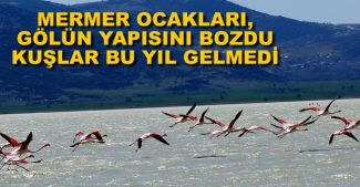 Mermer ocakları binlerce flamingoyu yerinden etti