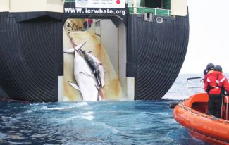 Japonya’ya balina avlama yasağı