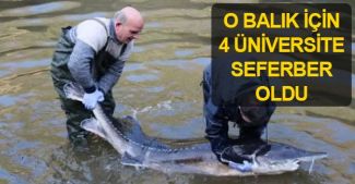 Mersin balığı için 4 üniversite seferber oldu