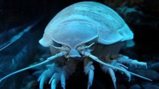 Görenleri şaşkına çeviriyor