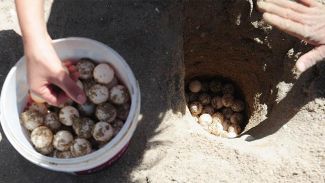 Caretta caretta yumurtaları için güvenli bölgeye taşındı