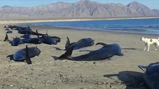 Meksika'da onlarca balina kıyıya vurdu