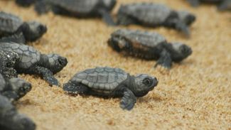 Caretta carettalar Mersin sahiline yuva yapmaya başladı