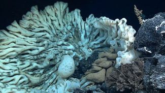 Deniz süngerinin büyüklüğü görenleri şaşırtıyor