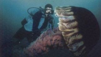 Şaşkına düşüren dev hayvanlar