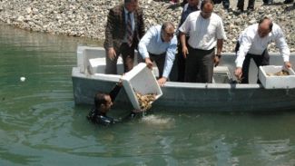 Binlerce kerevit nehre bırakıldı