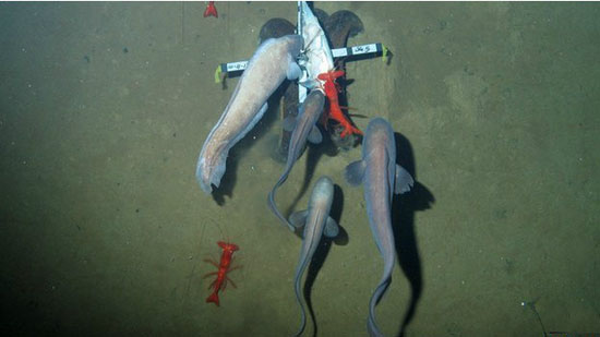 140303110654_deep_sea_creatures_624x351_e_nocredit.jpg
