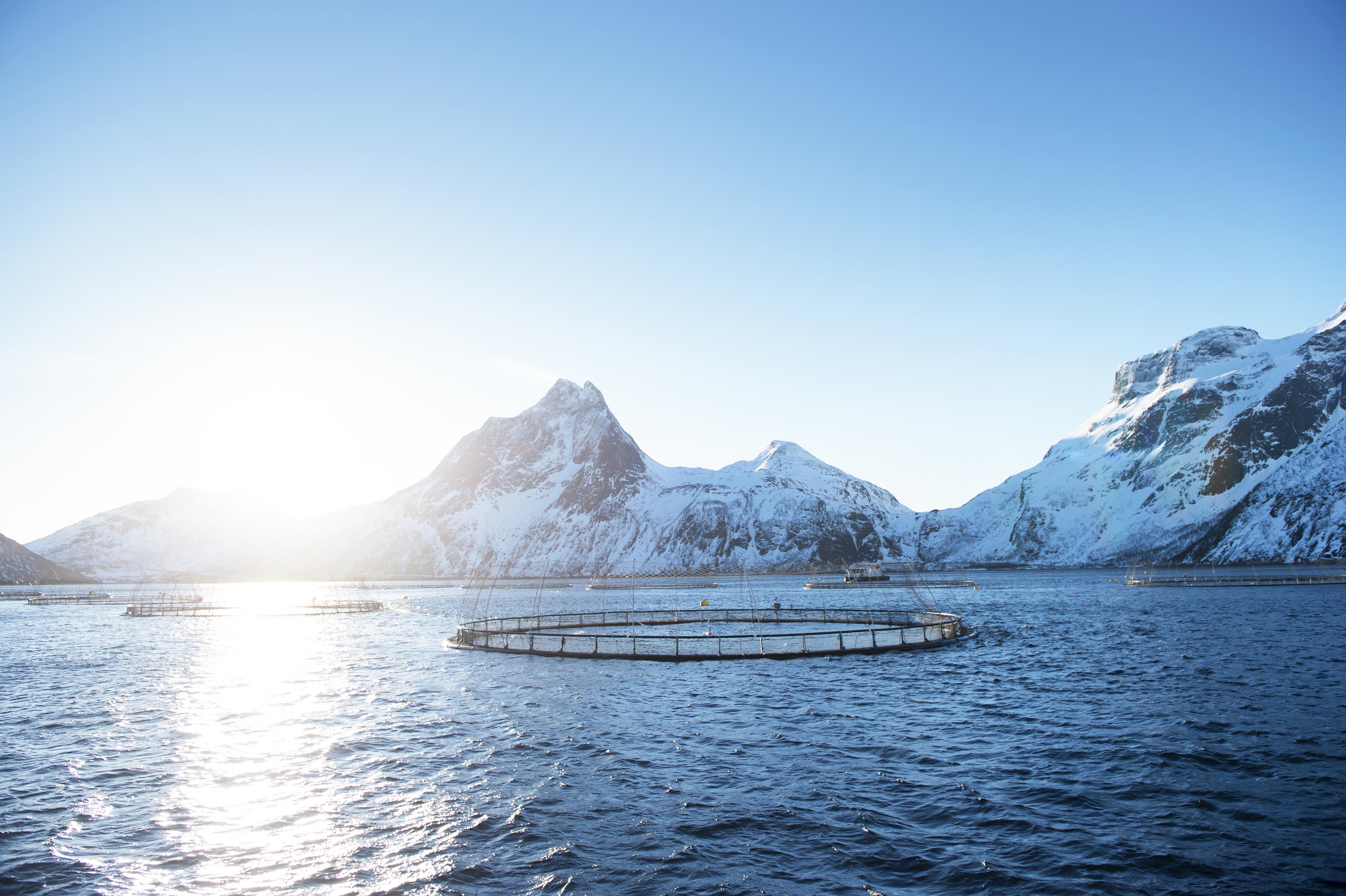 1527499012_norwegian_aquaculture_2___credit_norwegian_seafood_council__johan_wildhagen.jpg