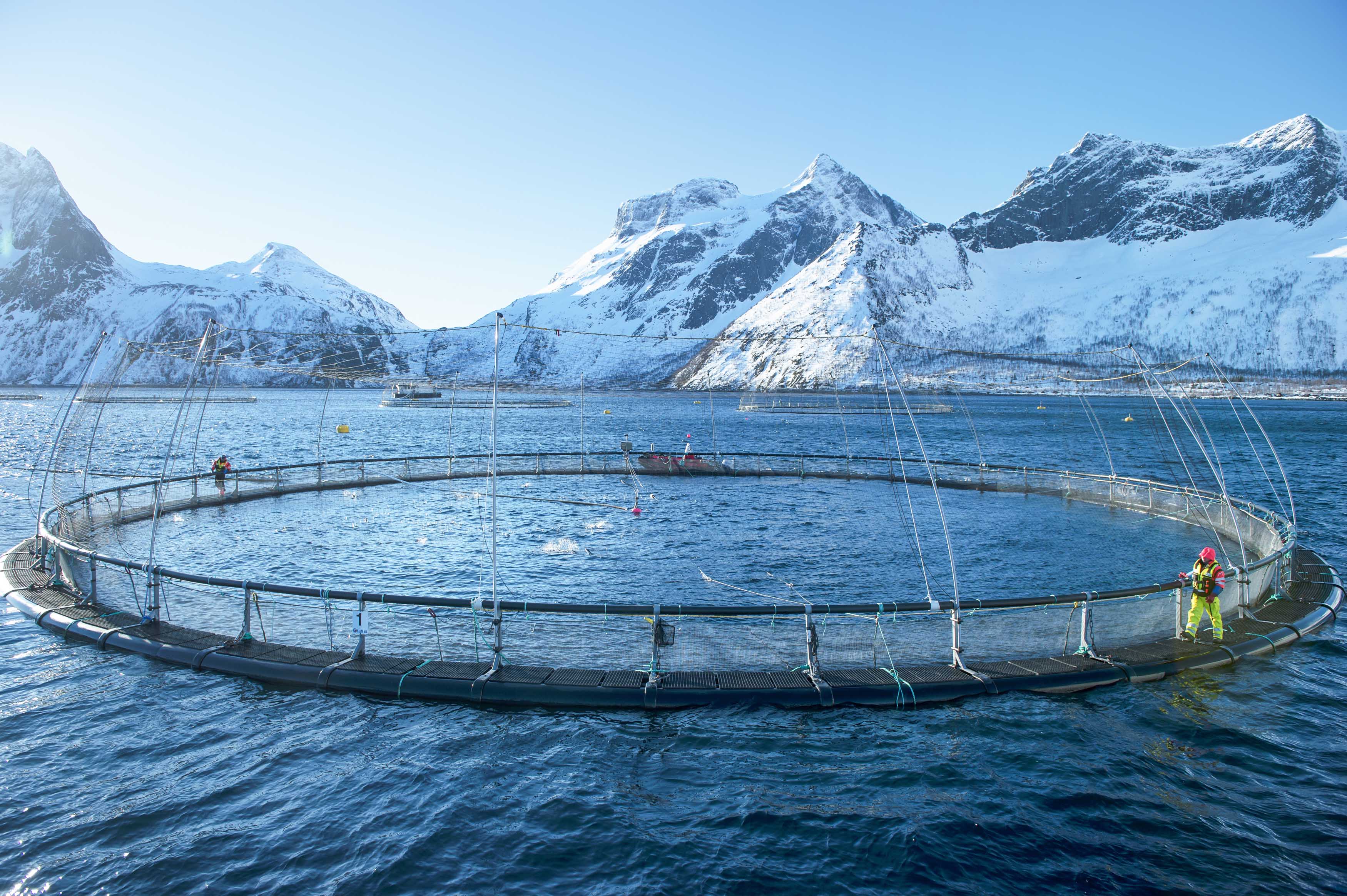 1527499015_norwegian_aquaculture___credit_norwegian_seafood_council__johan_wildhagen.jpg